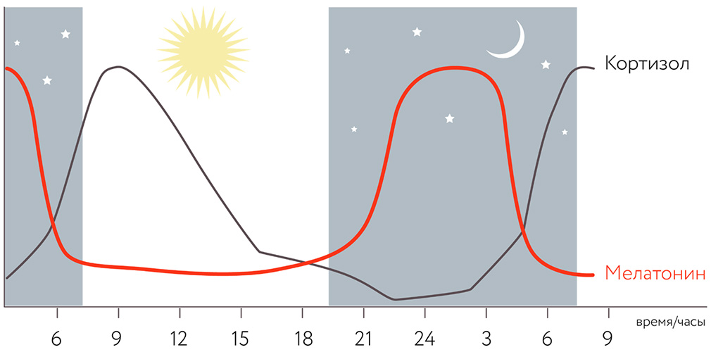 Цикл синтеза гормонов мелатонина и кортизола в ночное и дневное время