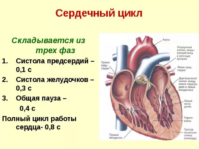 Последовательность и продолжительность фаз сердечного цикла здорового человека в состоянии покоя