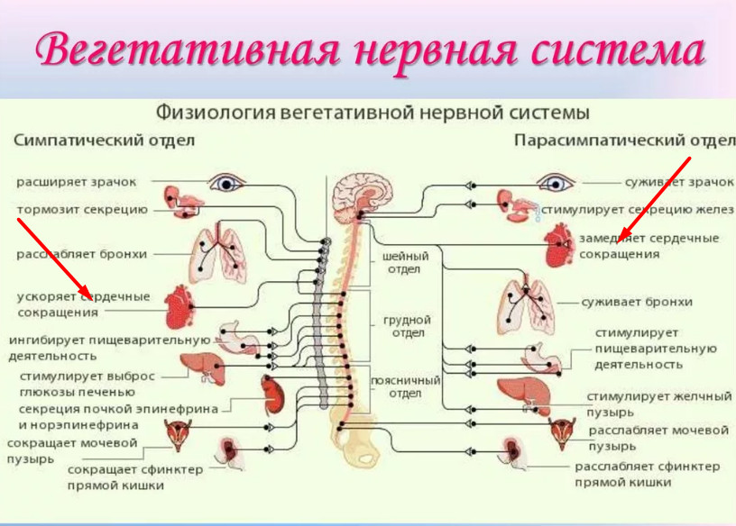 fisiologija vegetativnoj nervnoj sistemy