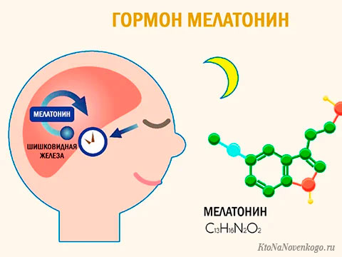 Гормон мелатонин синтезируется в шишковидной железе (эпифизе), преимущественно – в ночное время суток