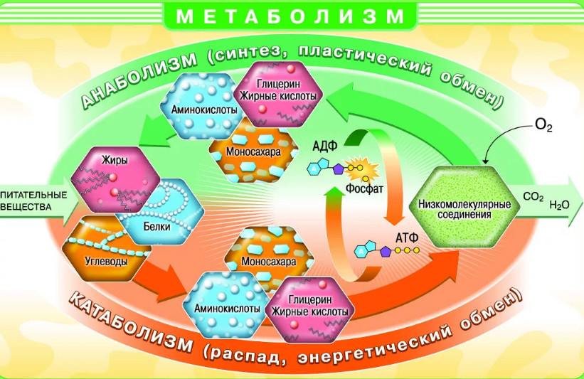 Метаболизм – совокупность взаимосвязанных биохимических реакций