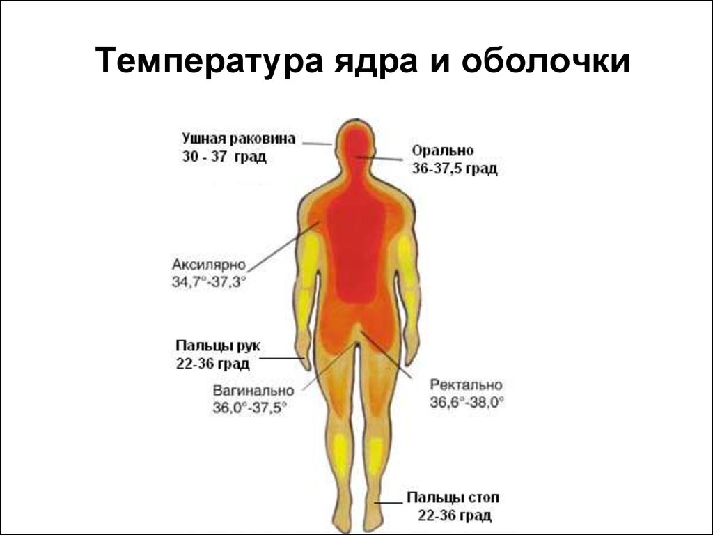 Нормальное распределение температуры тела в ядре и оболочке