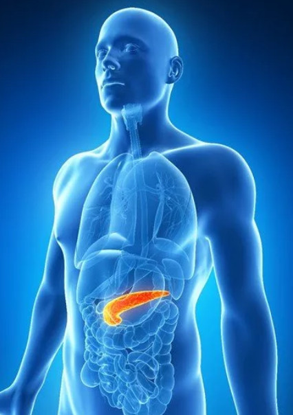 Поджелудочная железа вырабатывает гормон инсулин, регулирующий метаболизм углеводов, жиров и белков