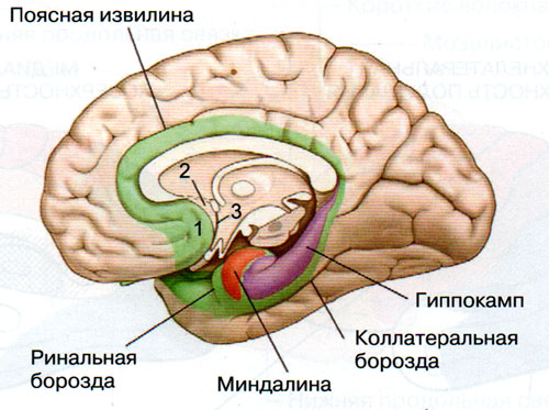 Поясная извилина коры головного мозга