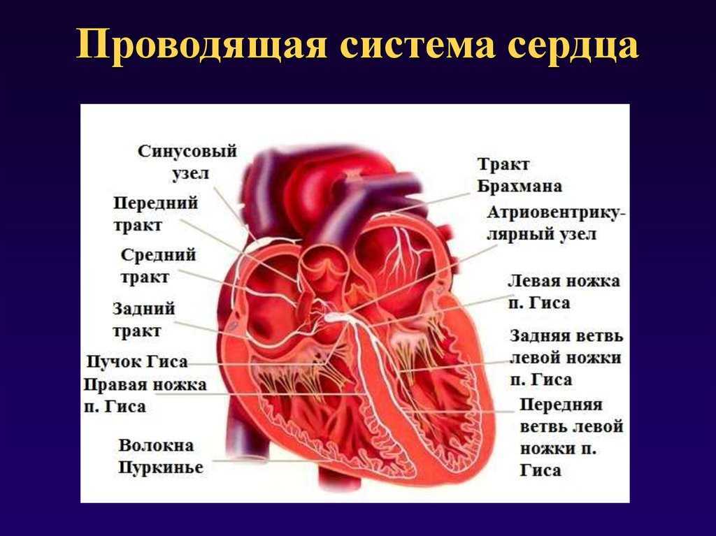 Проводящая система сердца генерирует электрические импульсы и проводит их по миокарду с определенной частотой