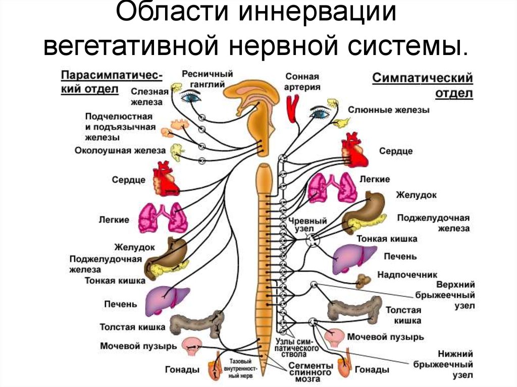 Работа сердца регулируется симпатическим и парасимпатическим отделами вегетативной нервной системы